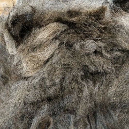 Raw Dark Brown Alpaca Fleece (Neck & Leg) for Felting, Crafting & Stuffing  500g